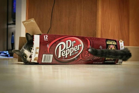 How to fail at hide-and-seek: A cat’s&nbsp;guide