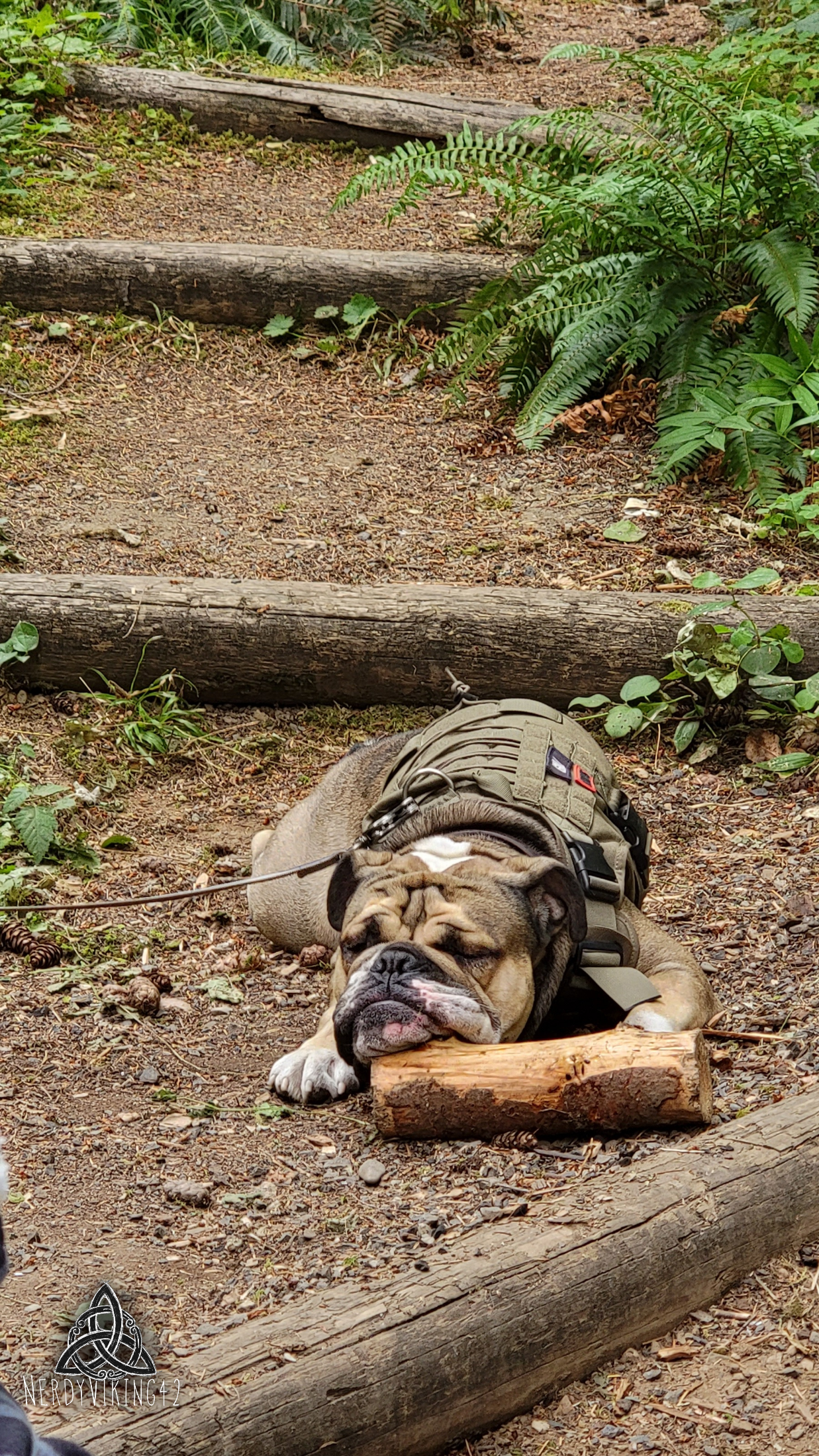 Man’s Best Friend