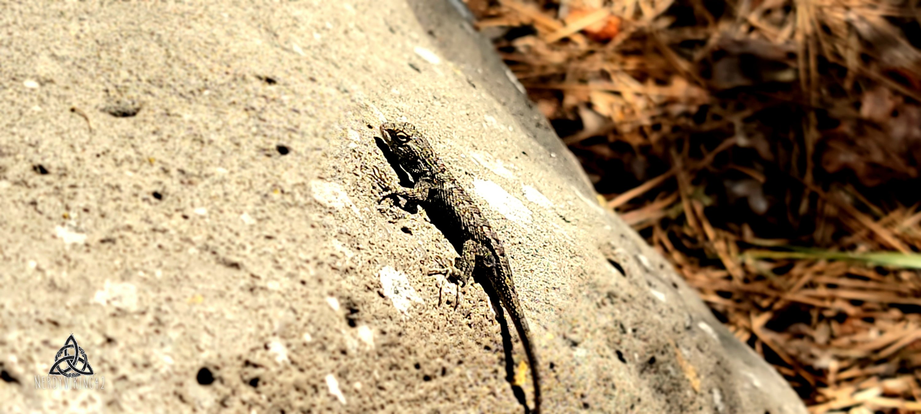The Lizard King