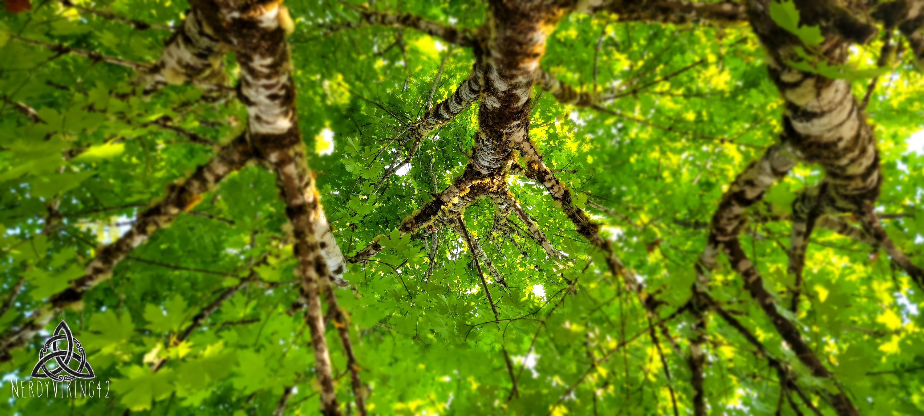 View From Under The Tree