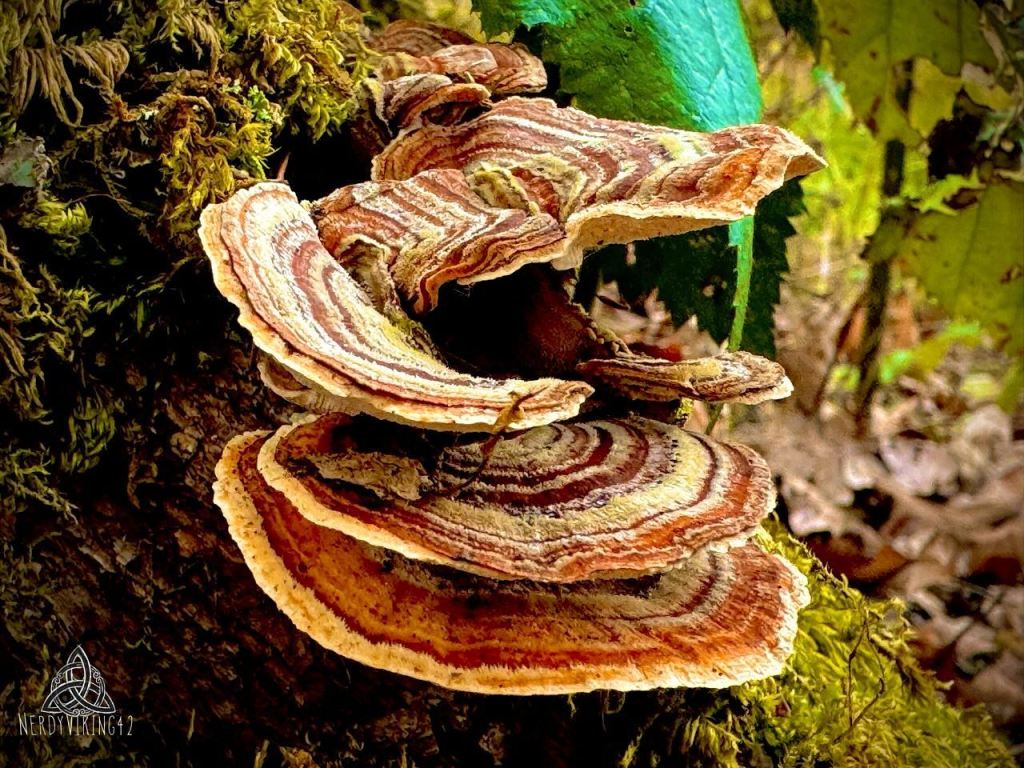 Little Things in&nbsp;Nature