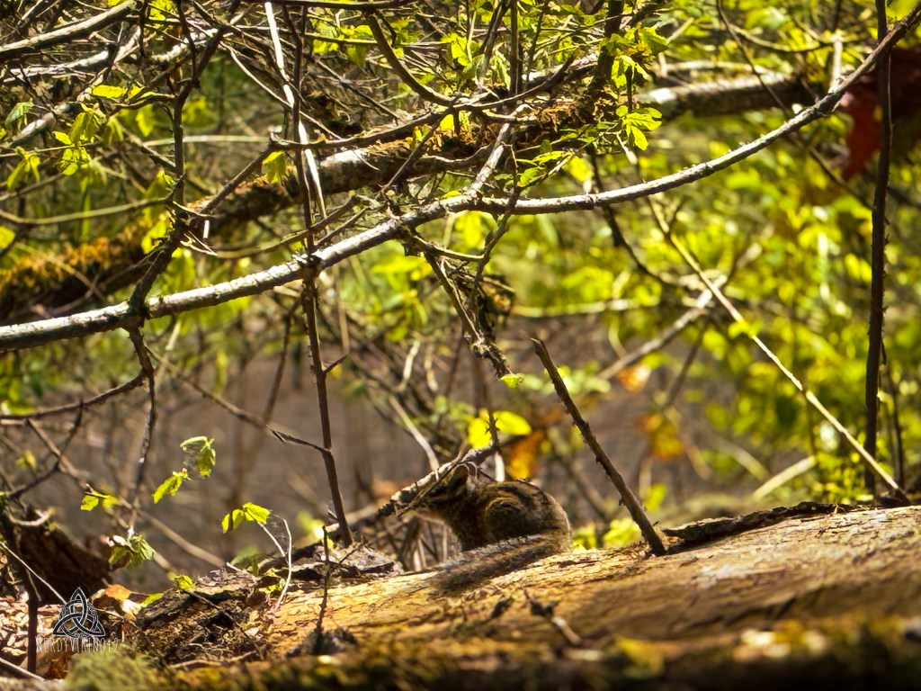 52 Photo Challenge: Week&nbsp;18