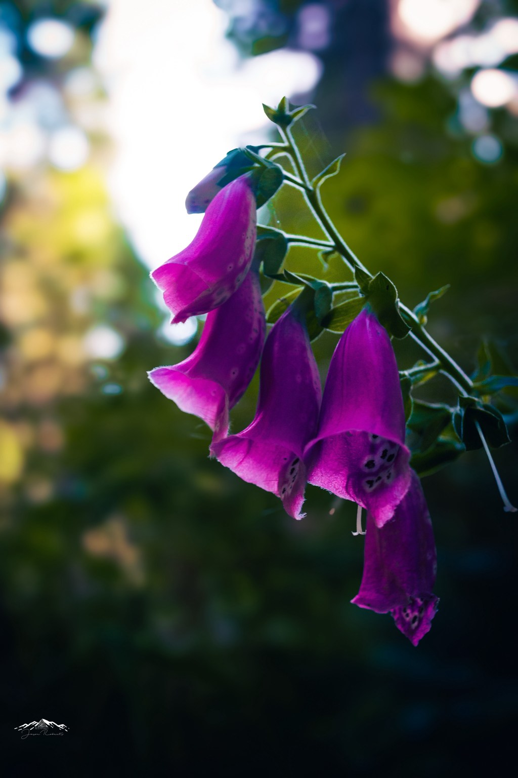 52 Photo Challenge: Week&nbsp;37