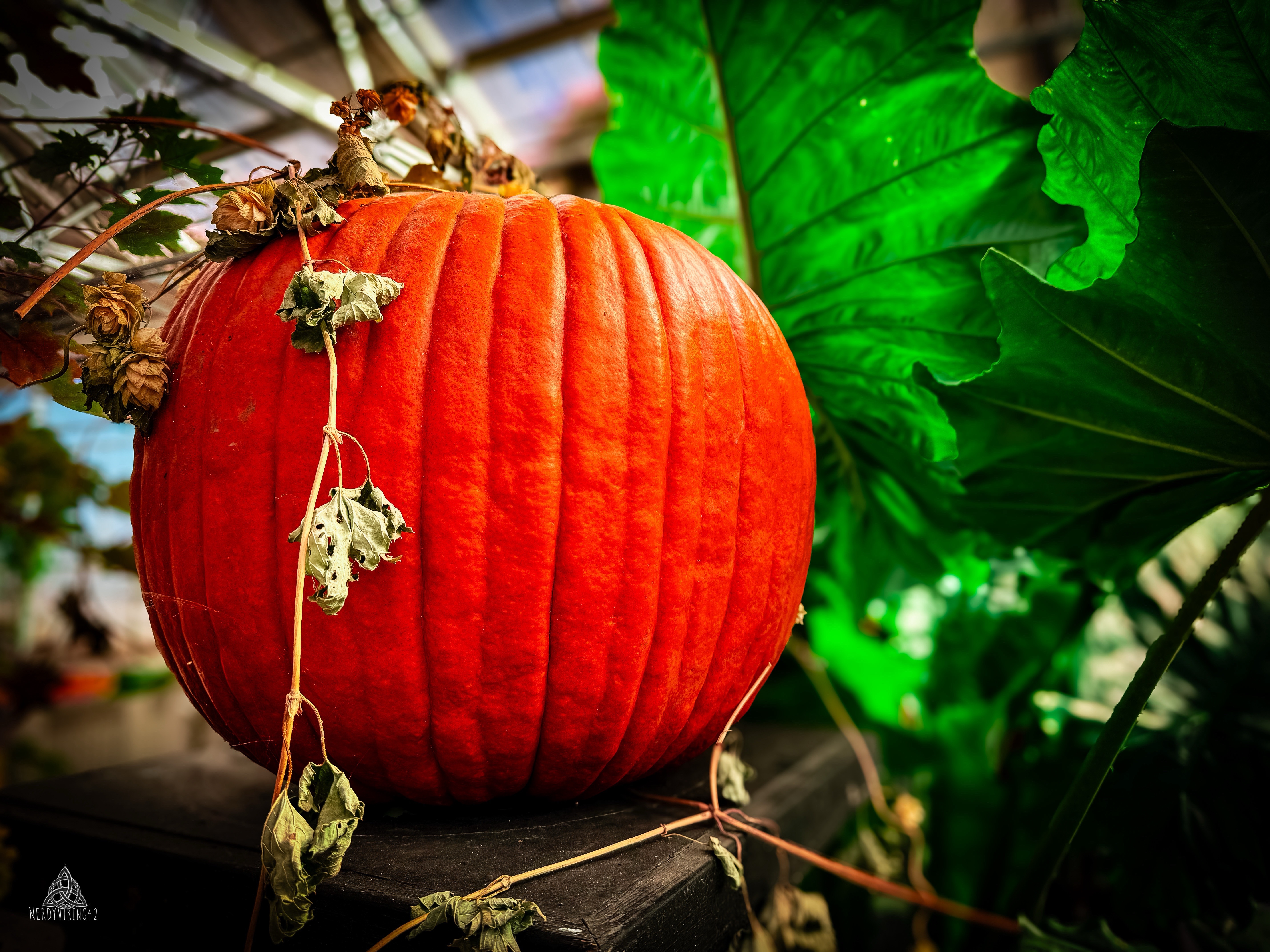 52 Photo Challenge: Week 39