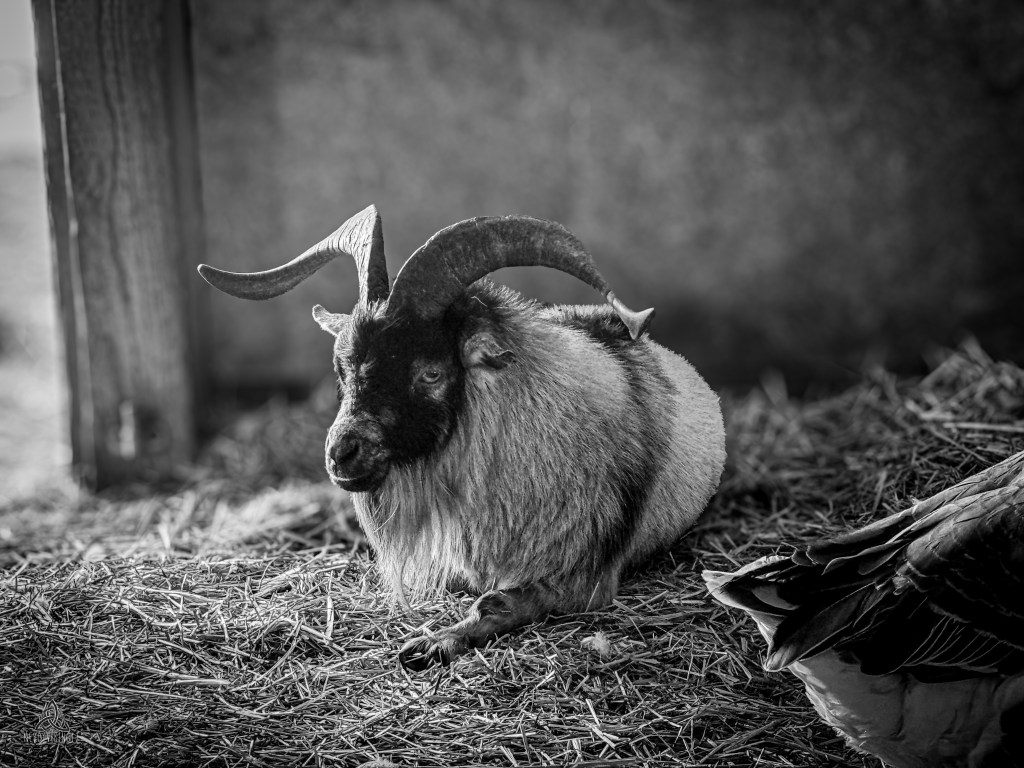 52 Photo Challenge: Week&nbsp;42