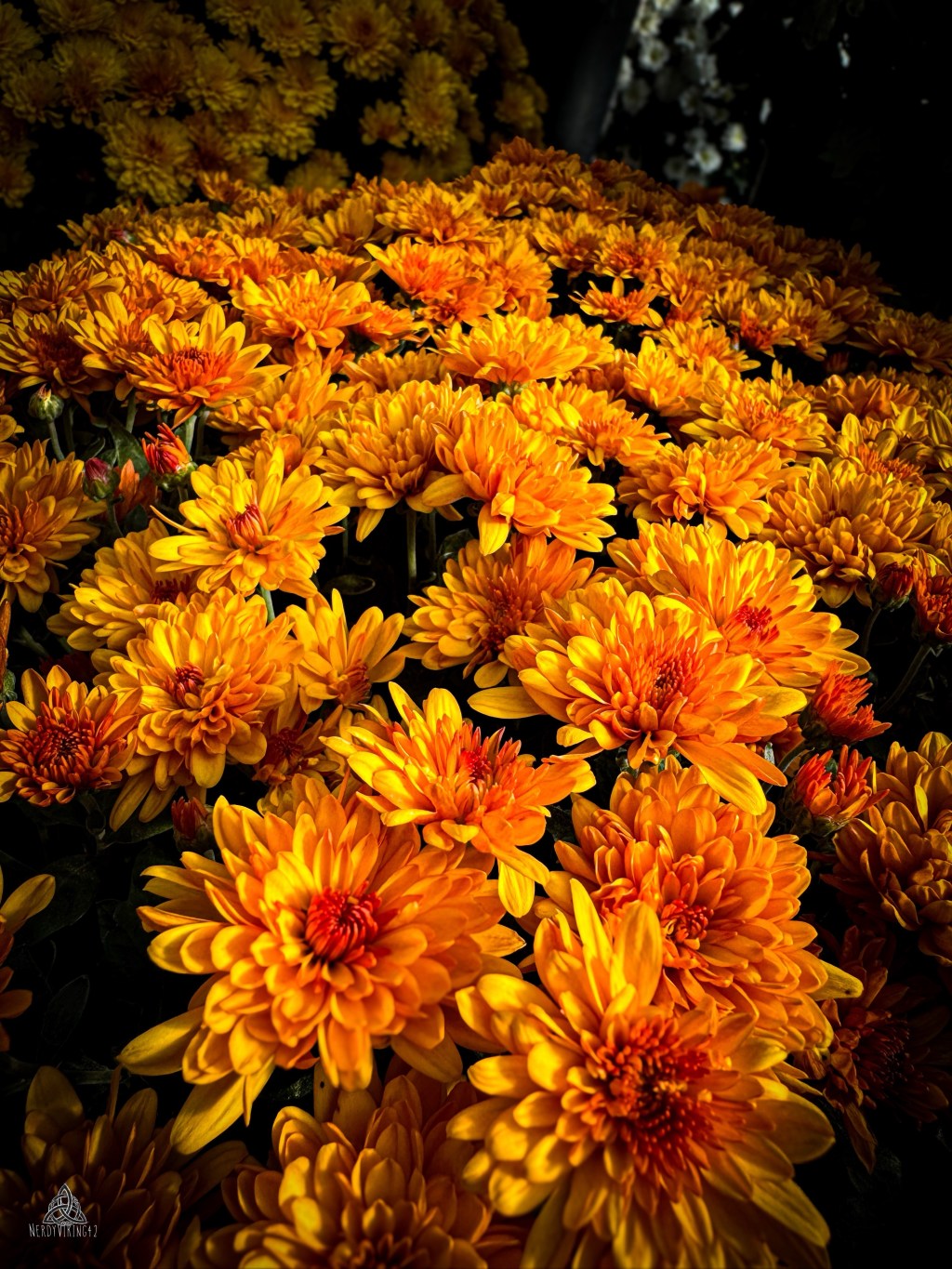 52 Photo Challenge: Week&nbsp;38