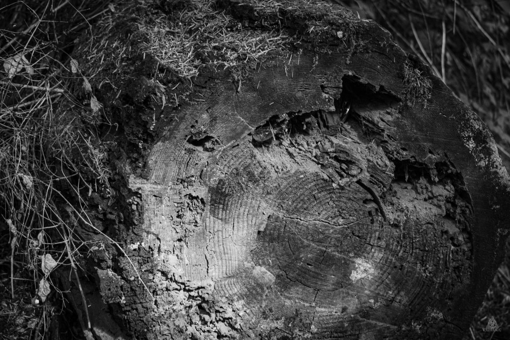 The Story of Time: A Tree’s Legacy in Black and&nbsp;White