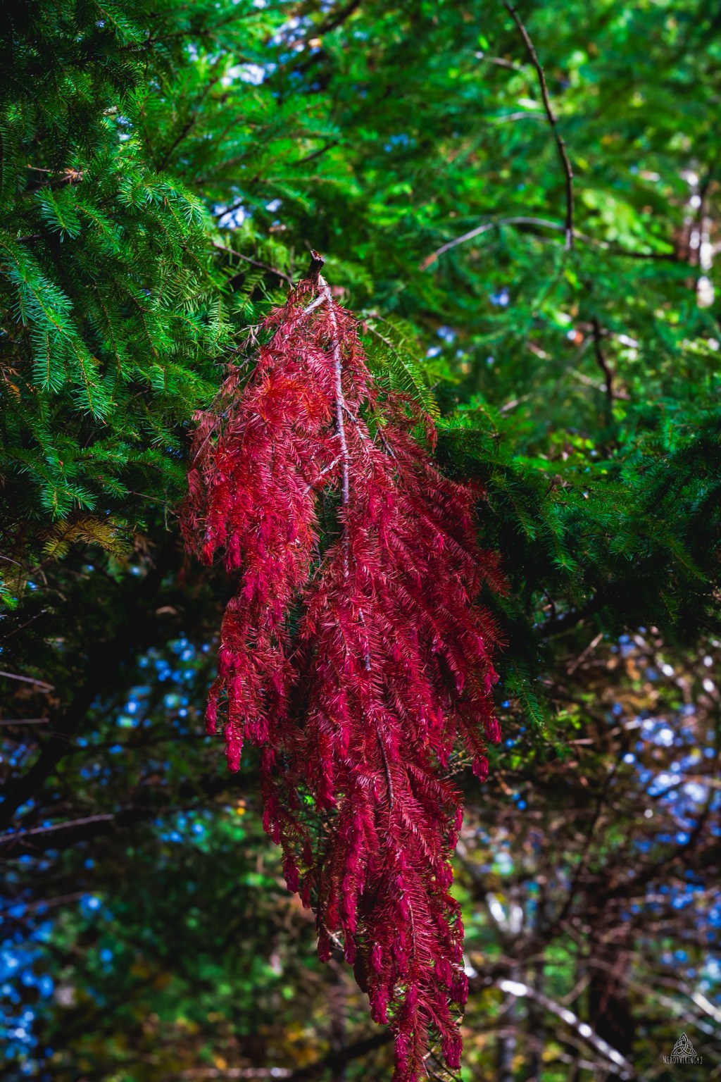 52 Photo Challenge: Week&nbsp;49