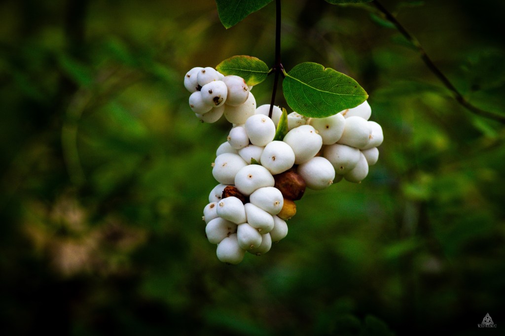 52 Photo Challenge: Week&nbsp;50