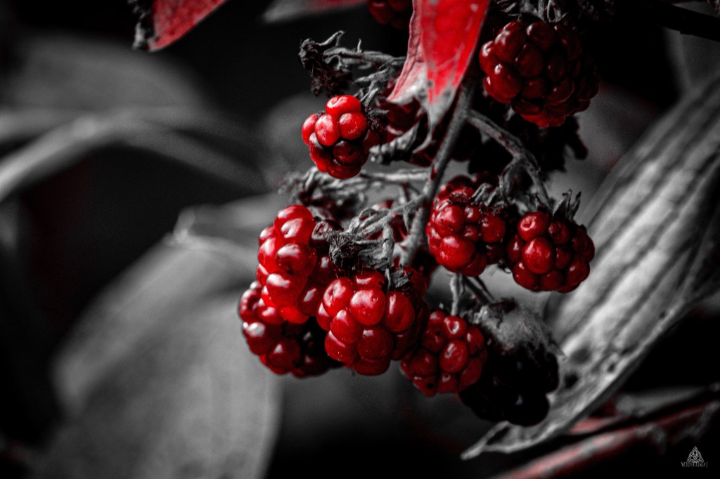 52 Photo Challenge: Week&nbsp;48