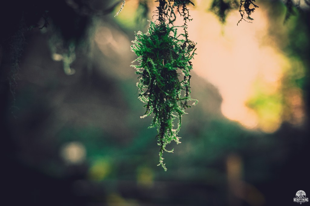 Plunkett Creek Trail