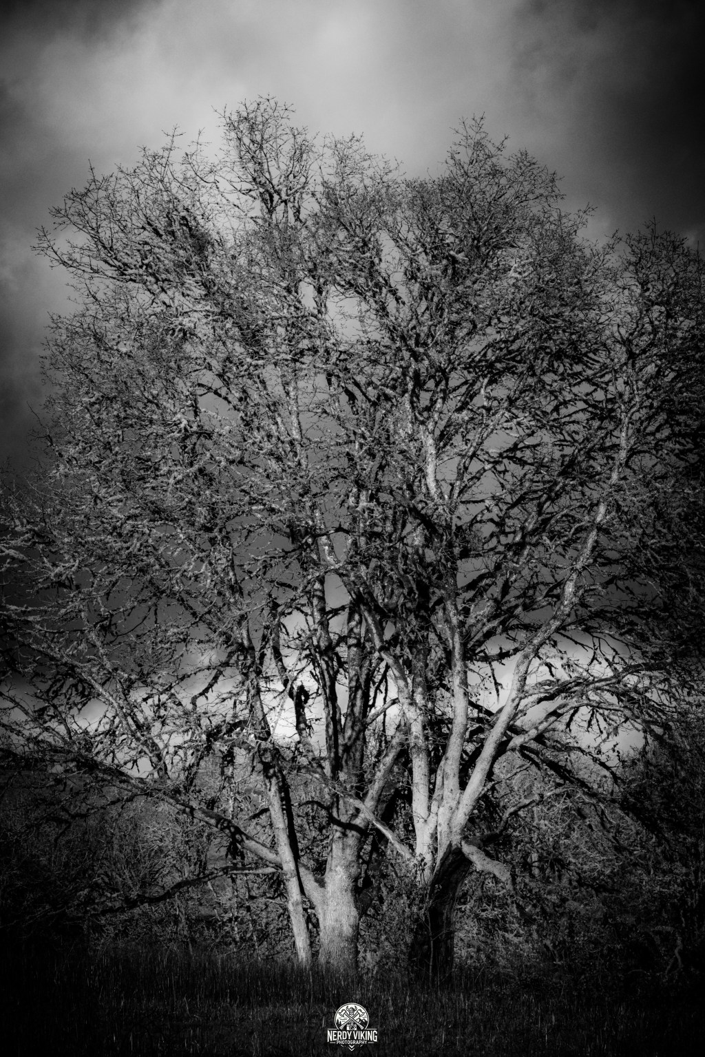 Saying Goodbye to an Old Friend: A Final Shot with the Nikon&nbsp;D3100