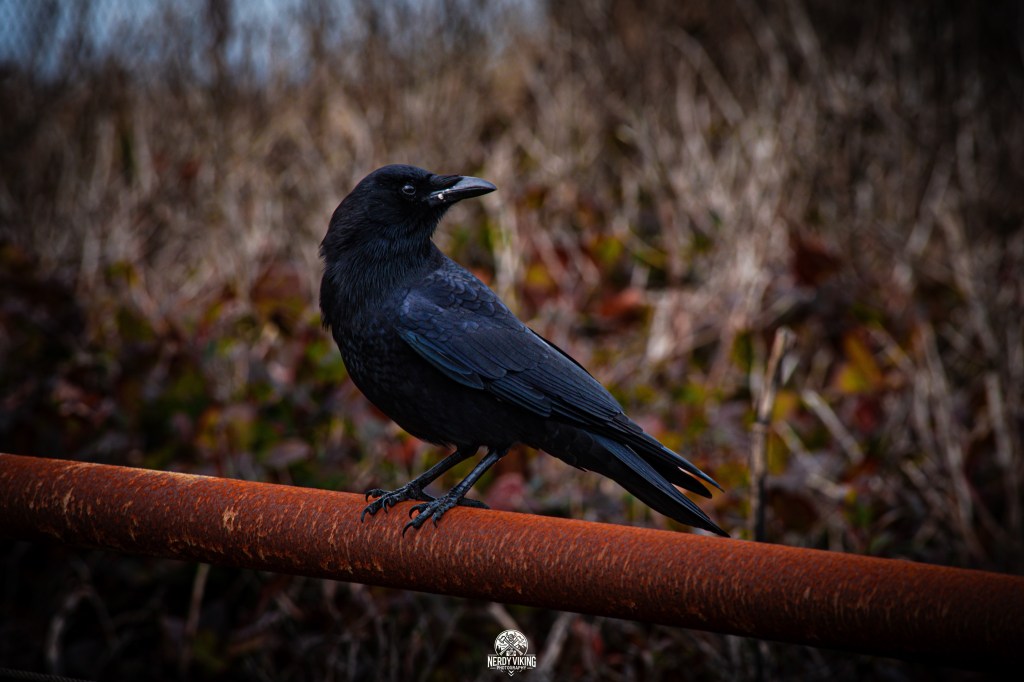 Odin’s Shadow at Yaquina&nbsp;Head