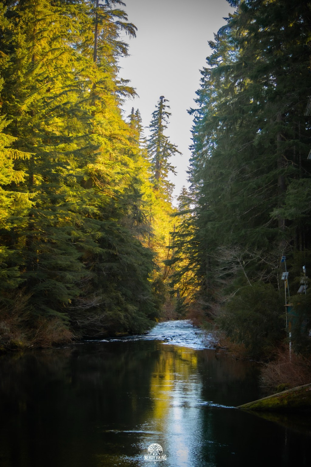 Restless Roots: A Pause in the&nbsp;Wild