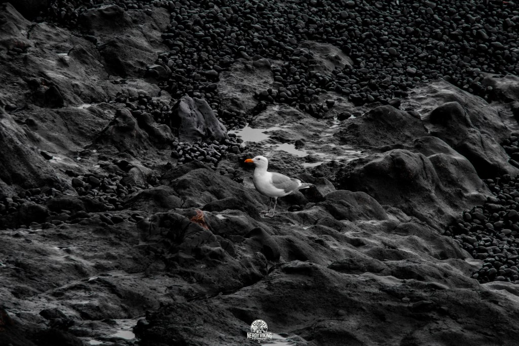 A Moment of Stillness on the Oregon&nbsp;Coast