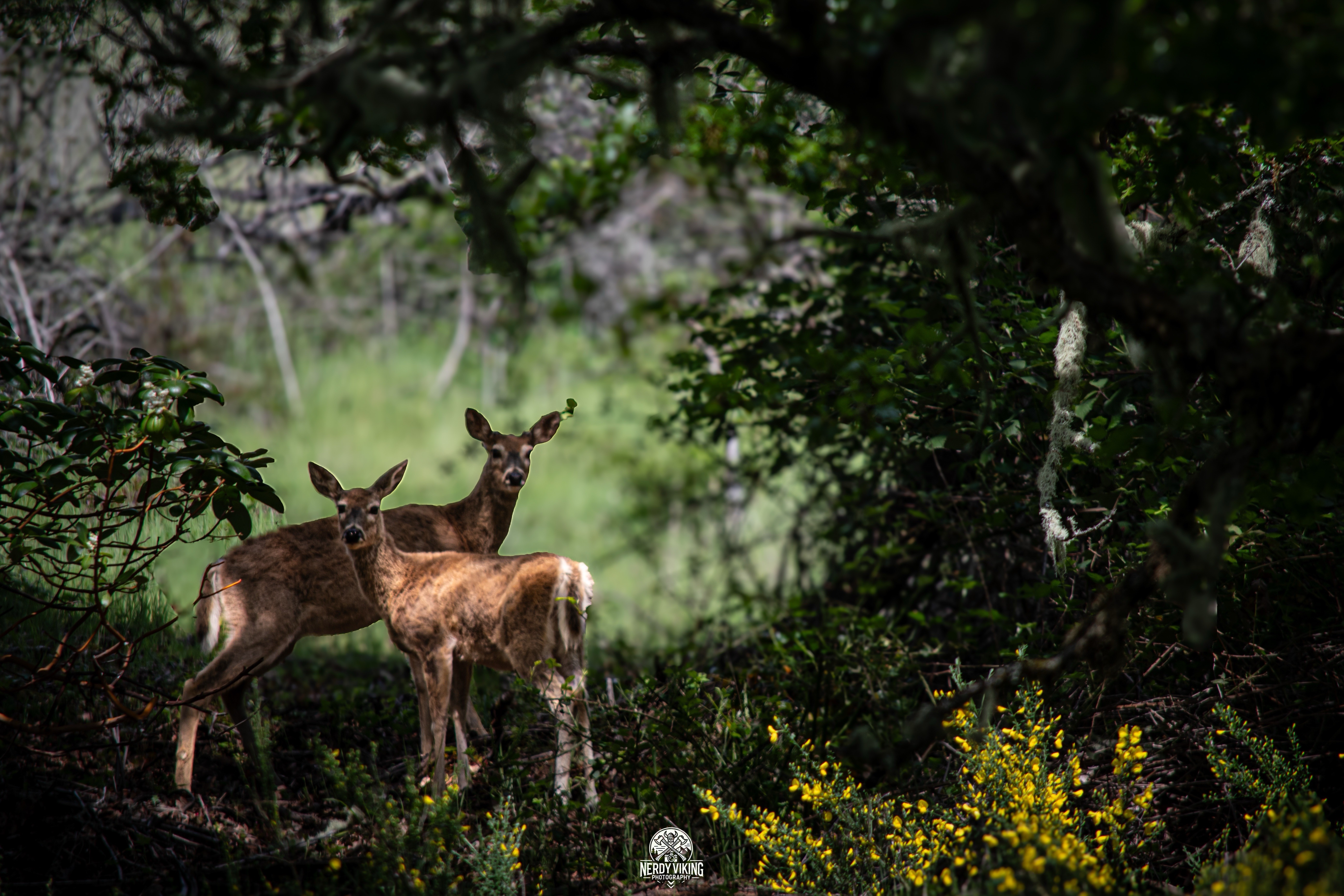 The Silent Conspiracy of Deer