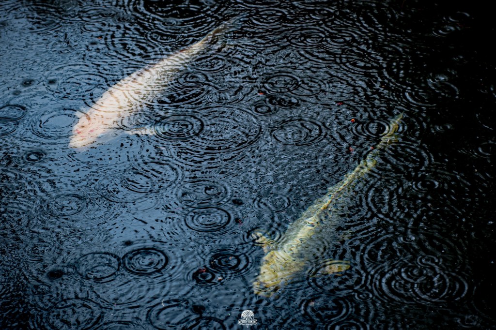 The Koi and the&nbsp;Rain