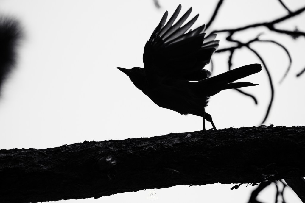 Part 1: Sherman Campground & the Birth of the&nbsp;Metolius