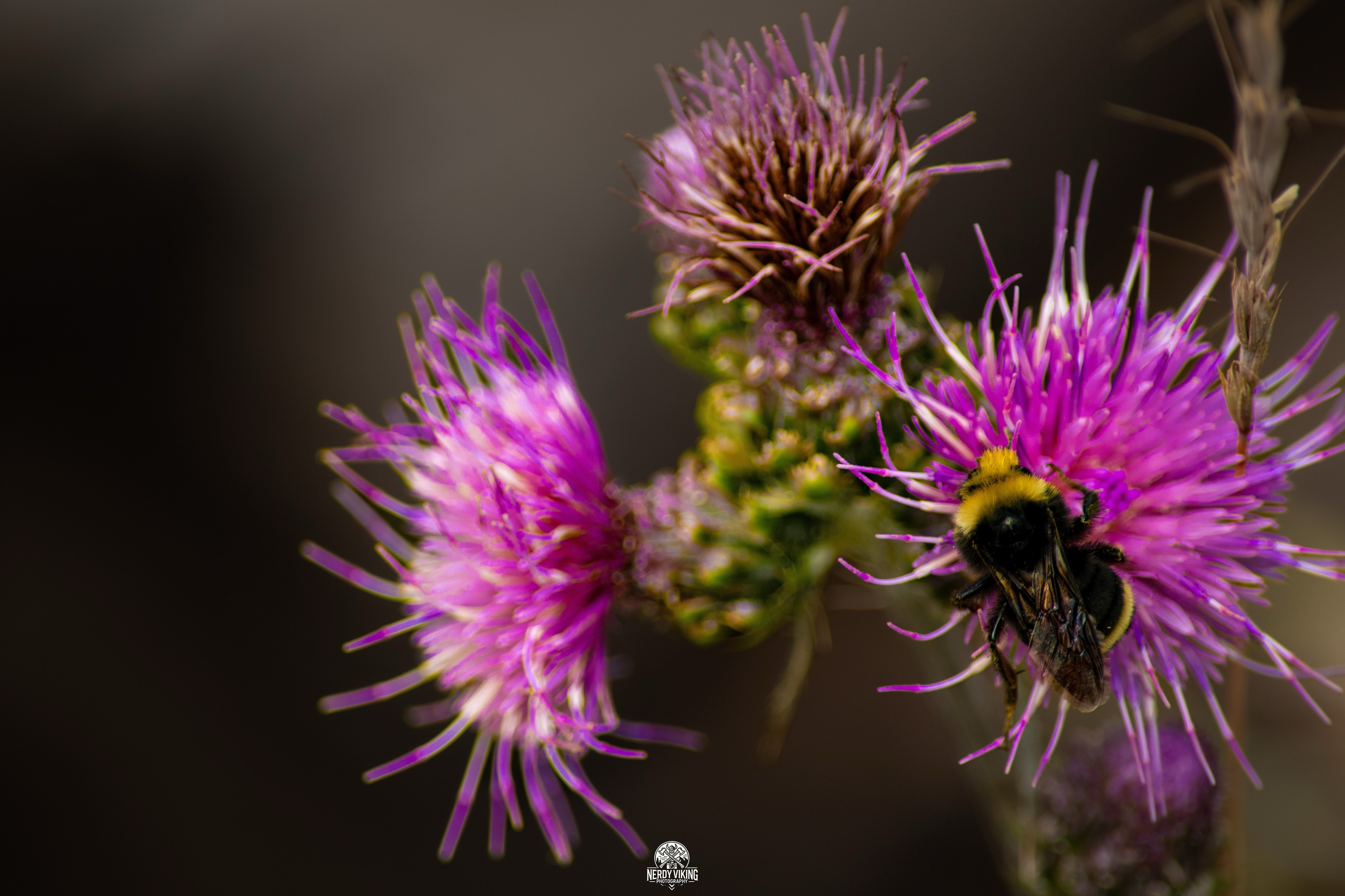 Fear and Loathing in Sisters: The Thistle