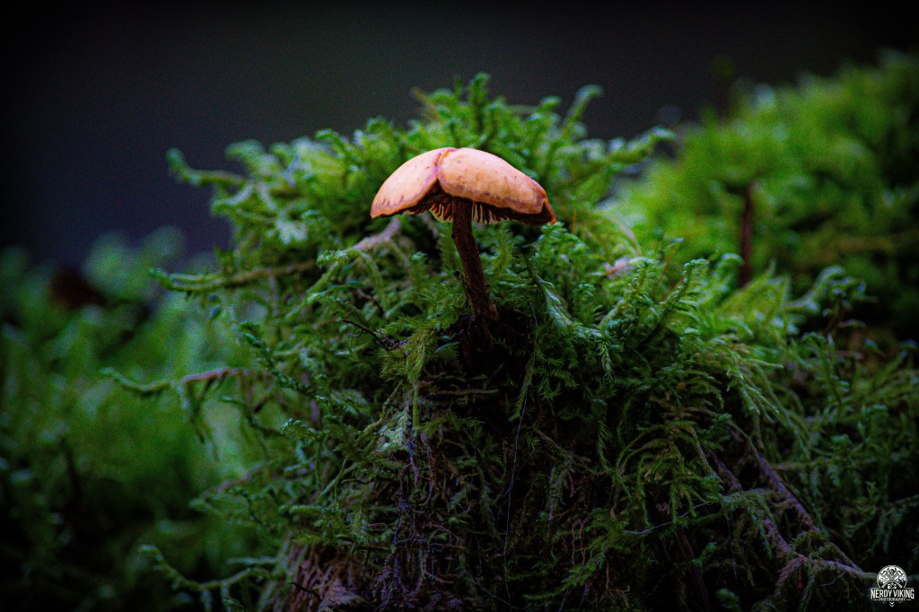 Mushroom Kingdom Starts